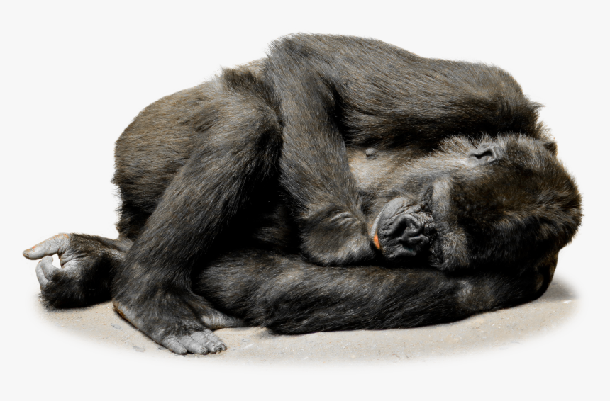 Sleeping Gorilla Png, Transparent Png