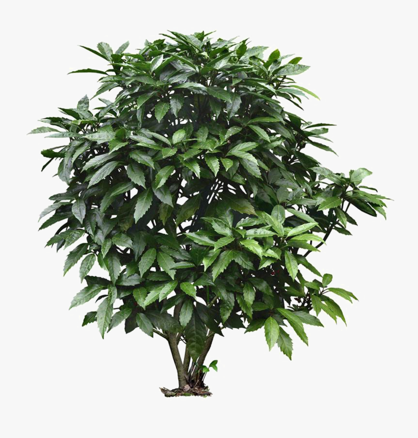 Euclidean Vector Tree Landscape Foreground Png File - Tree Png Hd Download, Transparent Png