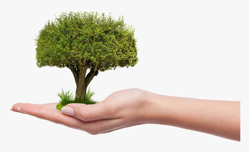 Download Save Tree Png Hd - Plant A Tree Png, Transparent Png