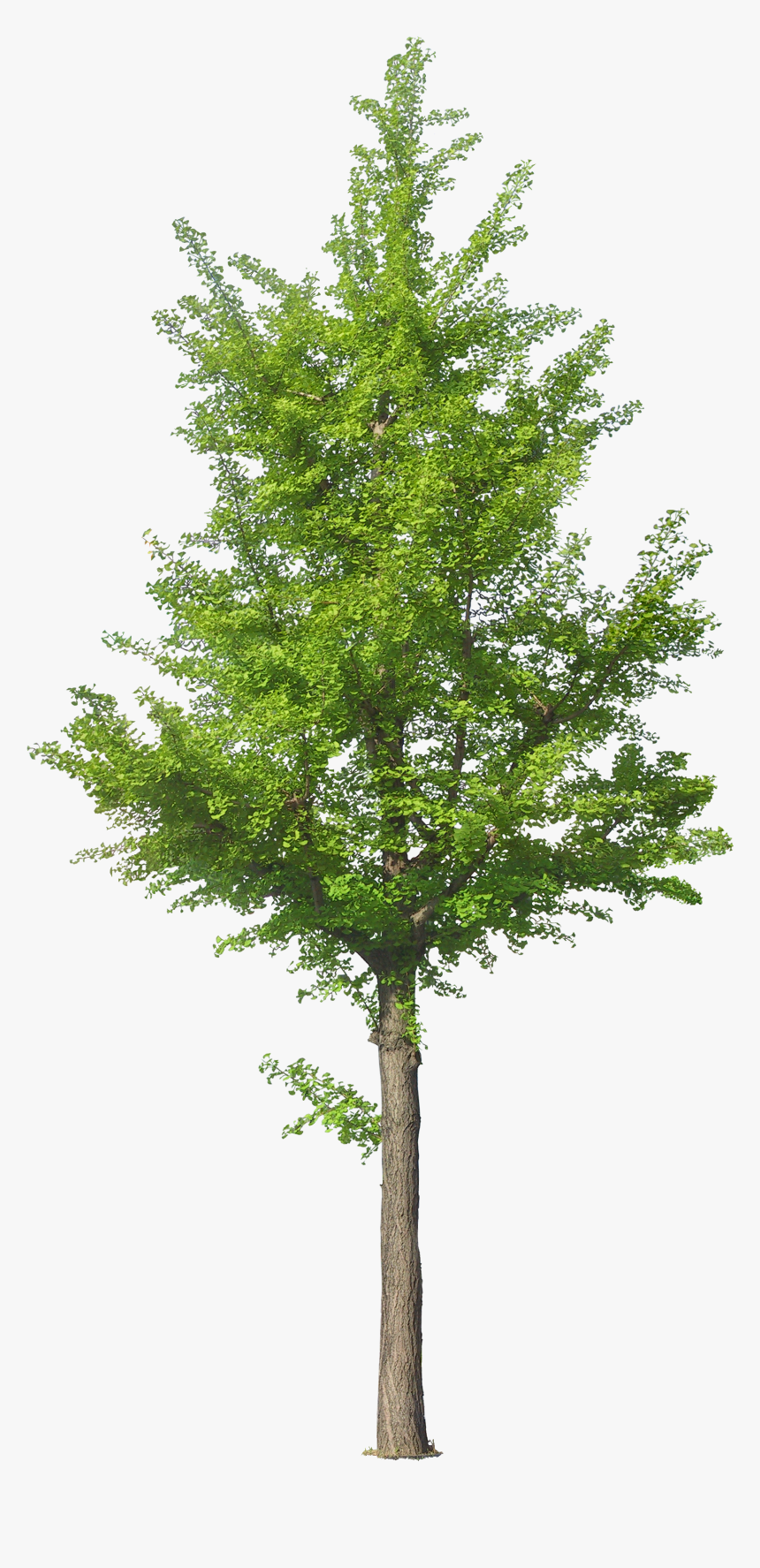 Jack Tree Png Free Download - Tree Front View Png, Transparent Png