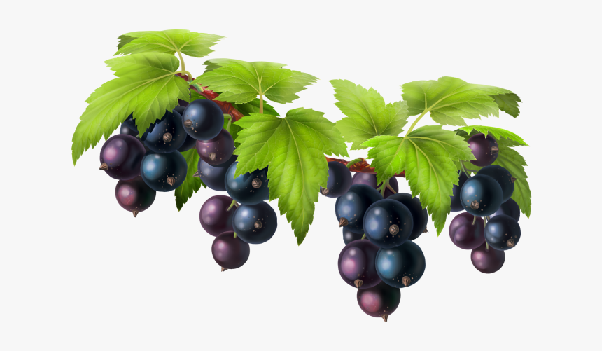 Black Grapes Png - Grape Png, Transparent Png