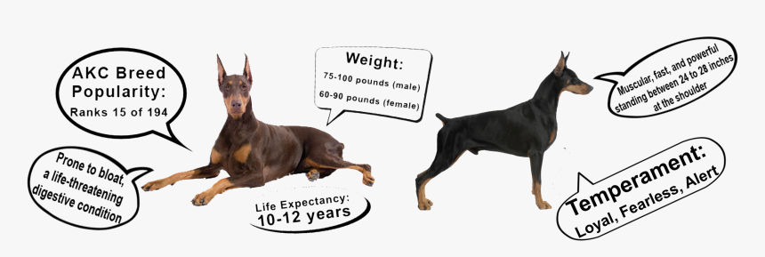 Dobermann, HD Png Download
