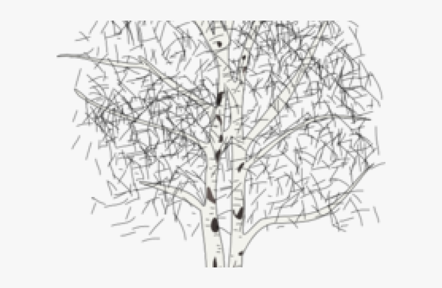 Transparent Birch Tree Clipart - Silver Birch Tree Clipart, HD Png Download