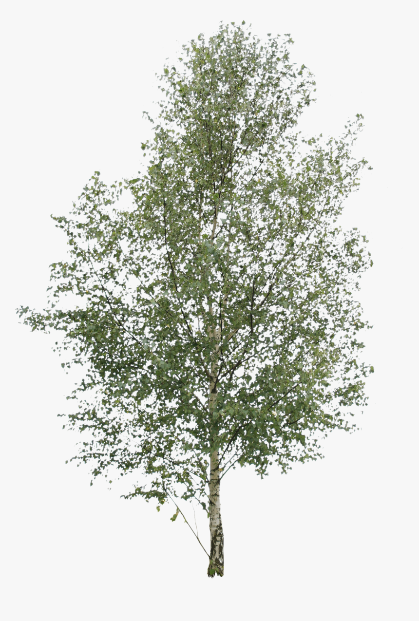 Transparent Birch Tree Png - River Birch Png, Png Download