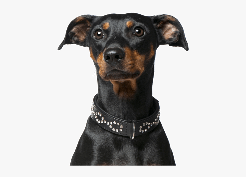 Companion Dog, HD Png Download