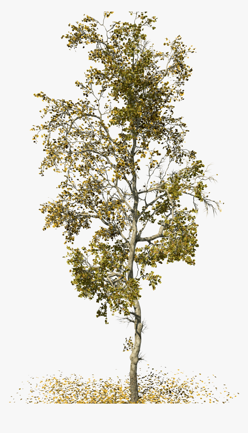 Birch - American Sycamore Tree Png, Transparent Png