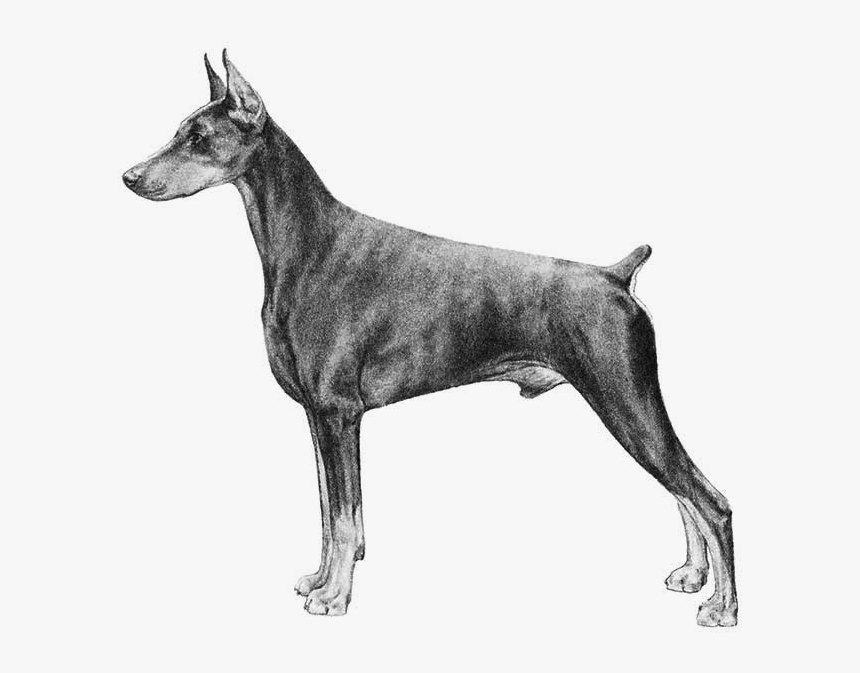 Doberman Pinscher, HD Png Download