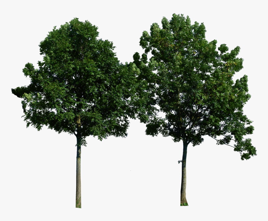Trees Png Free Download, Transparent Png