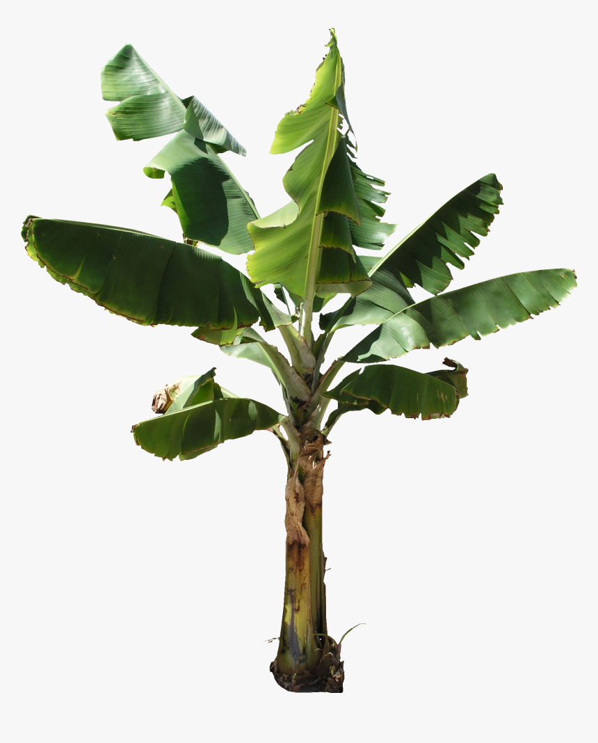 Real Banana Tree Png Transparent Png Transparent Png Image