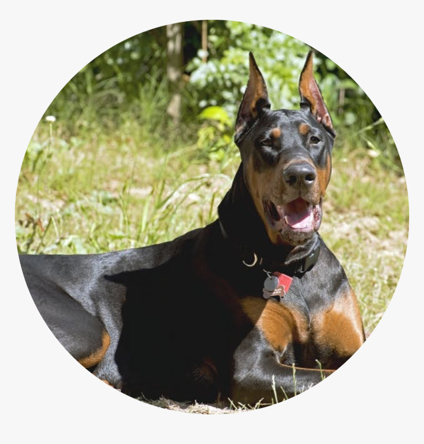 Homedog3 - West Coast Duke Doberman, HD Png Download