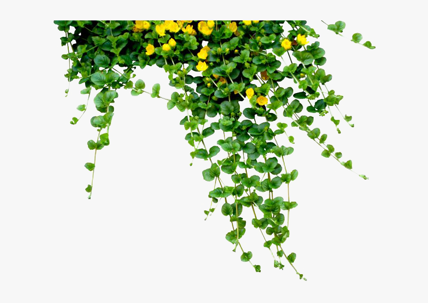 Download Plants Png Free Download - Did You Know Real Estate Facts, Transparent Png