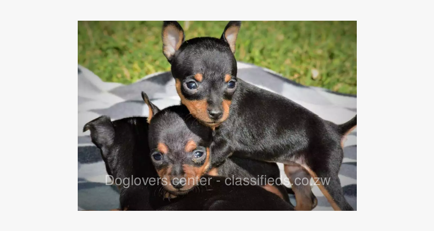 Pražský Krysařík, HD Png Download