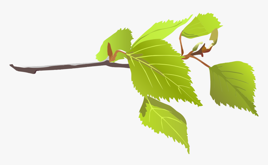 Birch,canoe Stem,river Birch,birch Family - Leaves On A Branch, HD Png Download