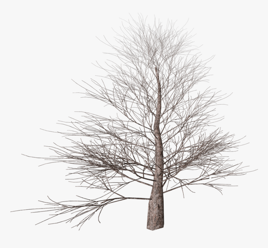 Winter Tree - Portable Network Graphics, HD Png Download