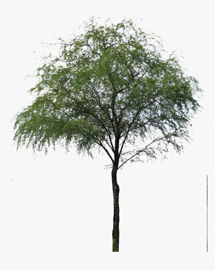 Tree,woody Plant,plant,canoe Birch,flowering Plant,leaf,plant - Oak, HD Png Download