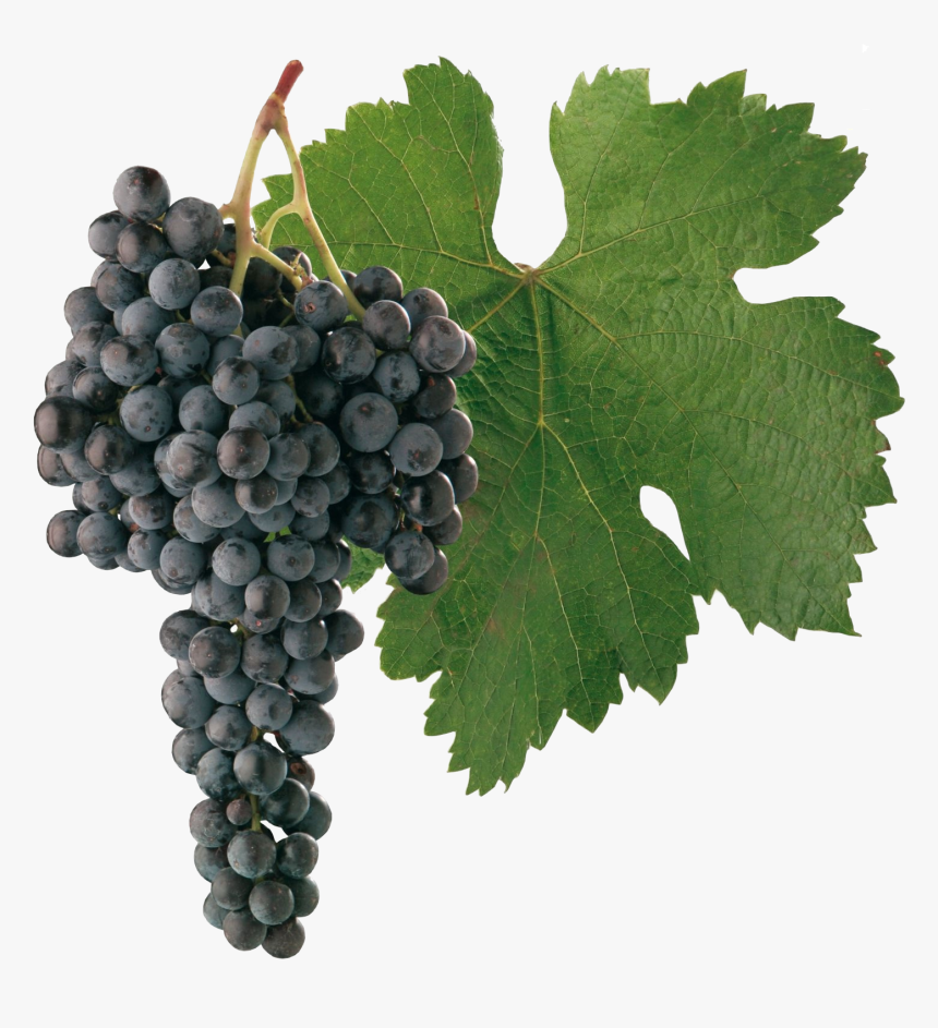 Grapes, Poznejte Moravu Odr Fdy Edn Jejich Zaj Edmavosti - Merlot Png, Transparent Png