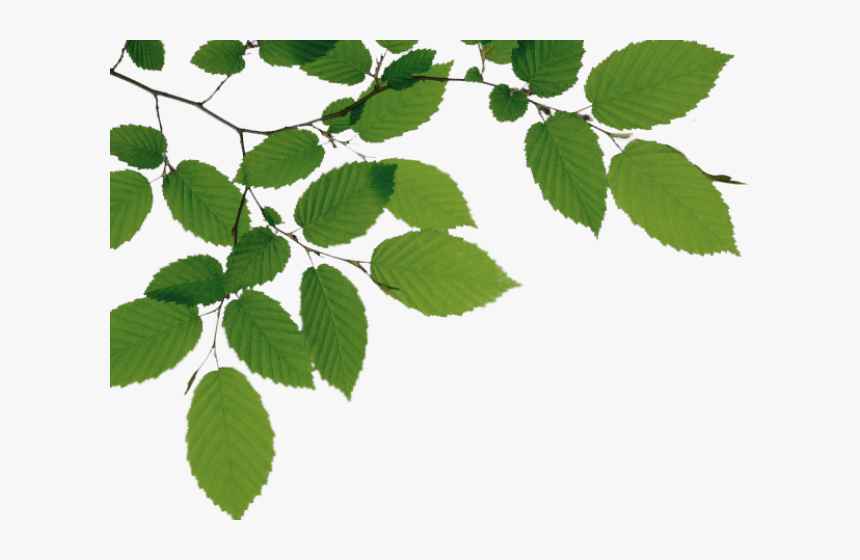 Birch Clipart Branch Leave - Branches And Leaves Png, Transparent Png