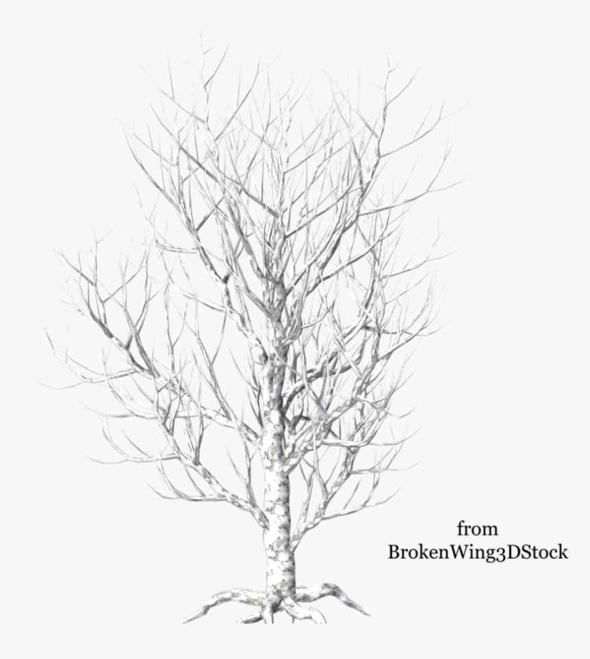 Winter Birch Tree Png - River Birch, Transparent Png