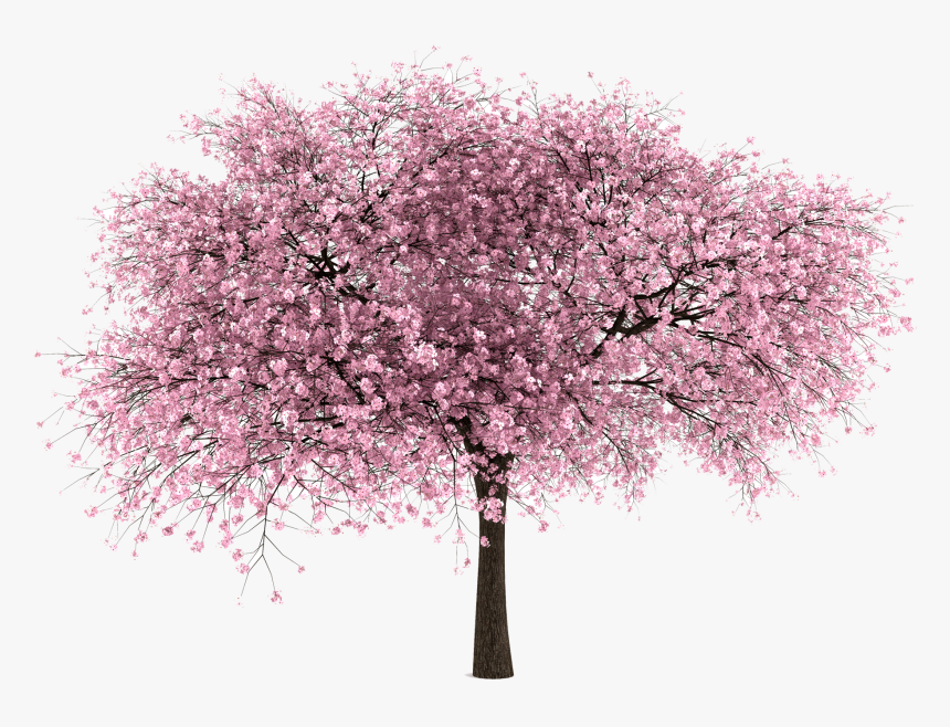 Cherry Blossom Tree Transparent, HD Png Download