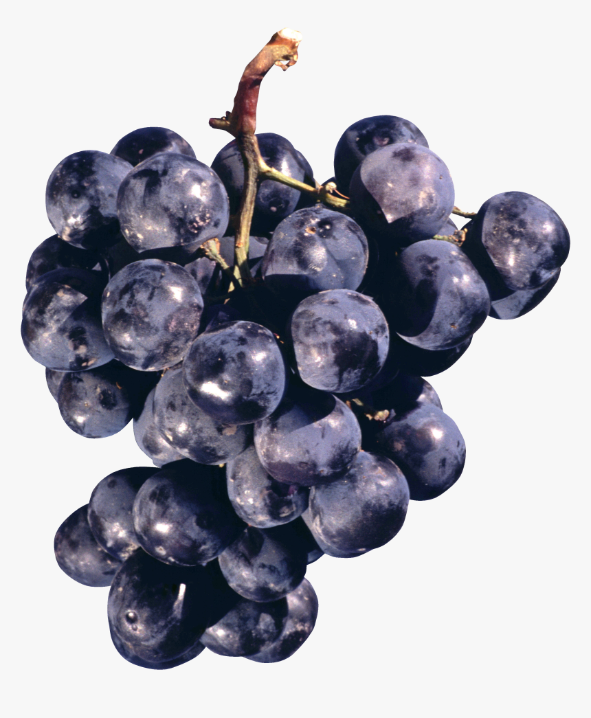Grape Png Image - Concord Grape Png, Transparent Png
