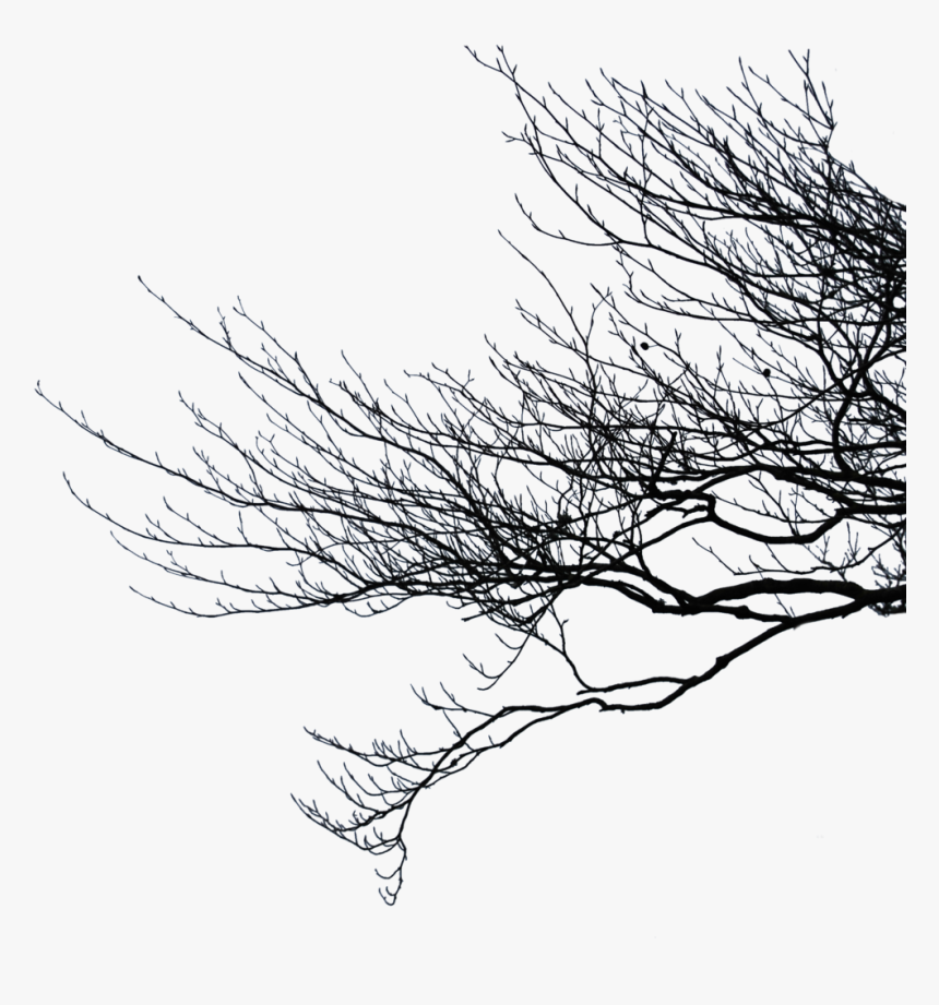 Dead Tree Branches Png, Transparent Png