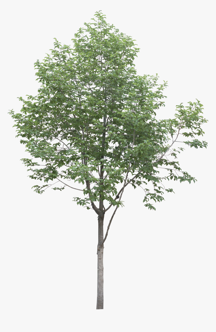 Tree,plant,woody Plant,canoe Birch,leaf,flowering Plant,birch,plane,swamp - Tree Png High Res, Transparent Png