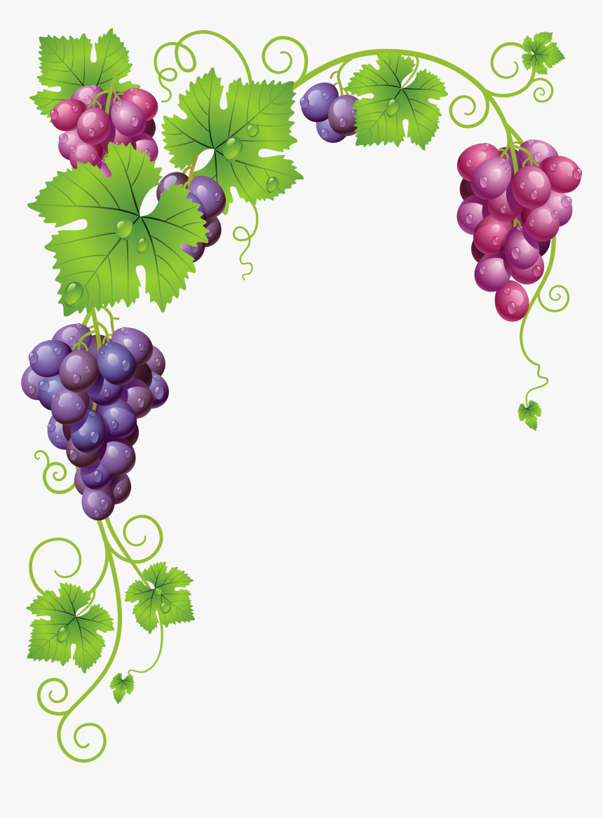 Transparent Grapes Png - Clipart Grape Vines, Png Download