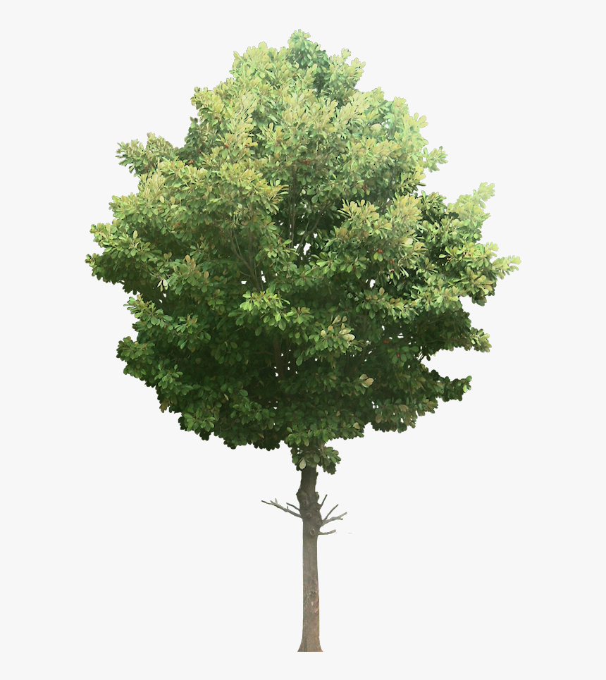 Transparent Watercolor Plant Png - One Tonne Carbon Tree, Png Download