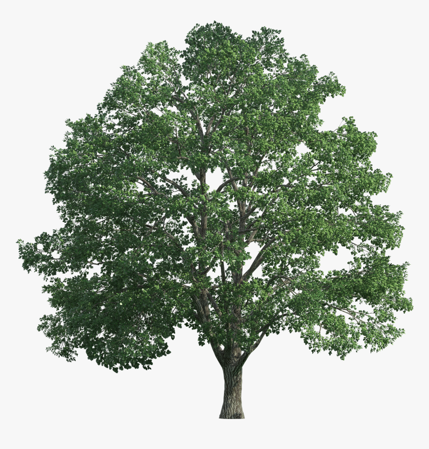 Tree Realistic Png Clip Art - Green Tree Png, Transparent Png