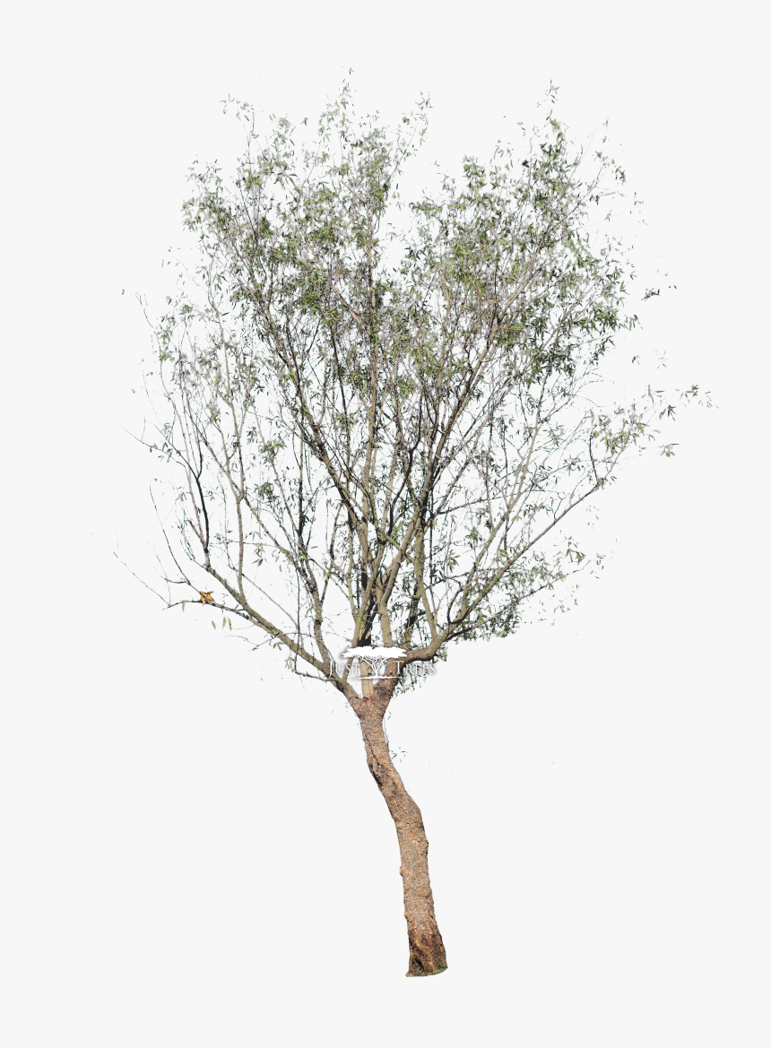 Transparent Tree Pngs - River Birch, Png Download