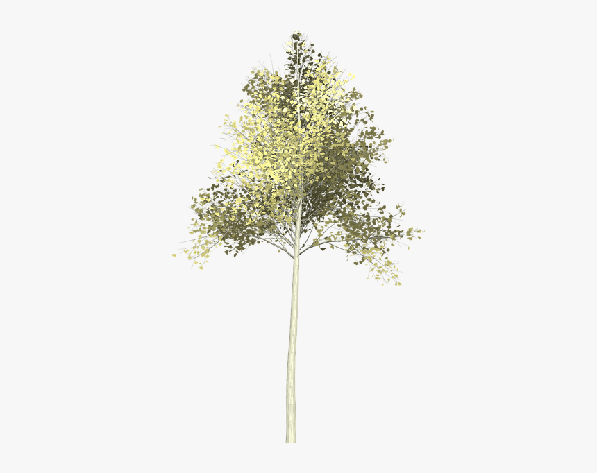 Birch - Pond Pine, HD Png Download