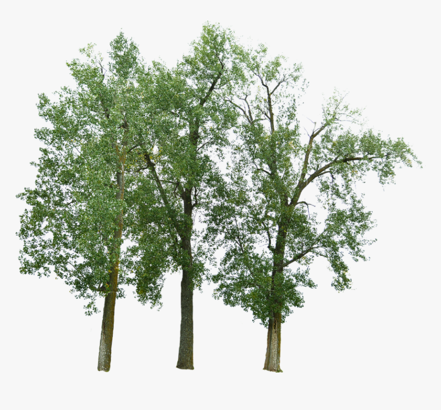 Transparent River Birch Png - Pond Pine, Png Download