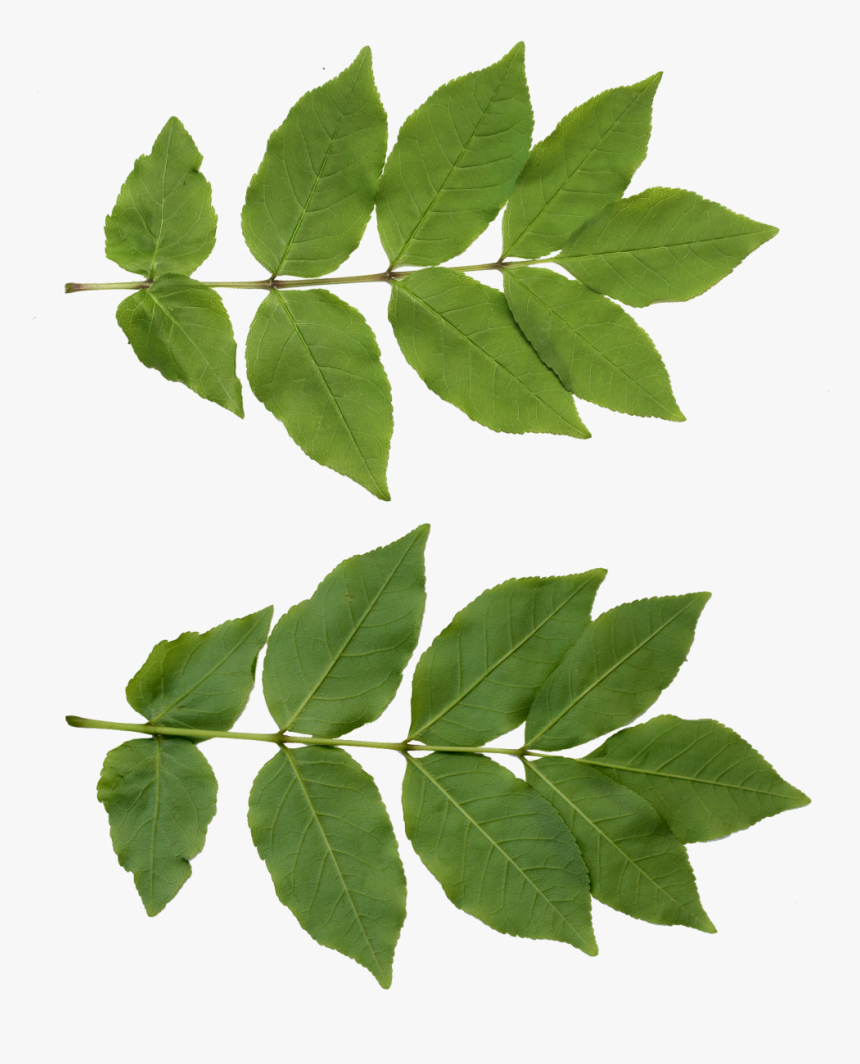 Download Leaf Png Free Download For Designing Use, Transparent Png