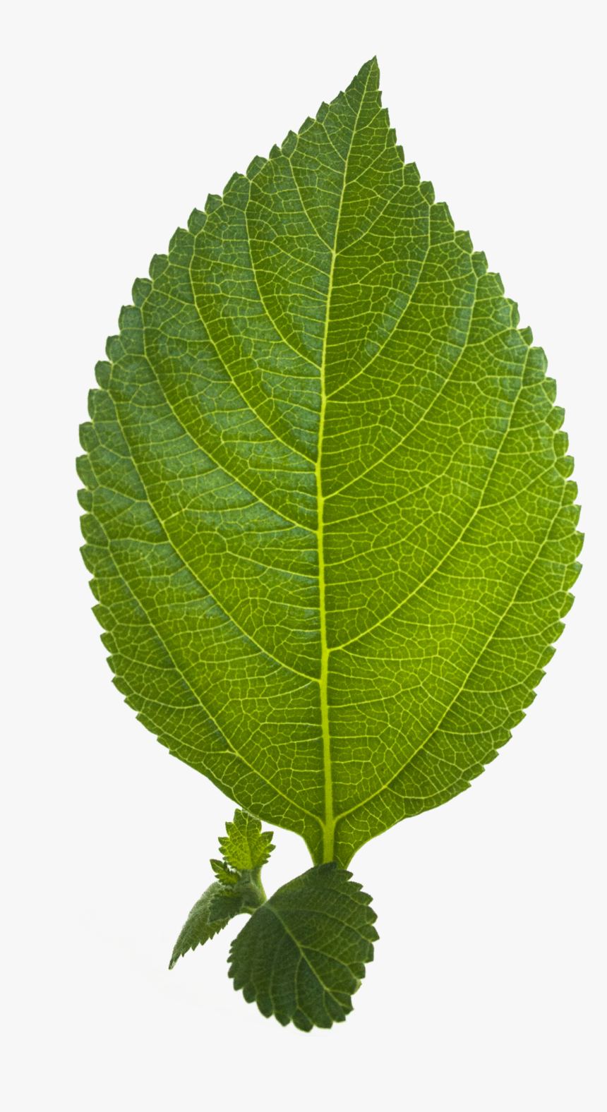 Leaf Png Hd - Continental X King Racesport Black Chili Silver, Transparent Png