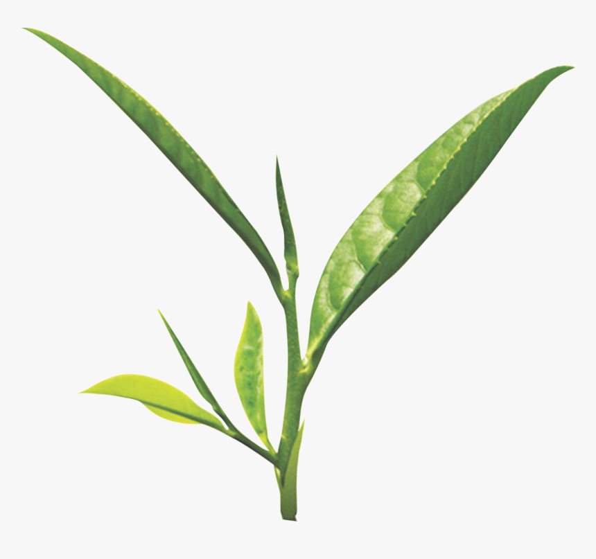 Tea Leaf Png - Green Tea Leaf Png, Transparent Png
