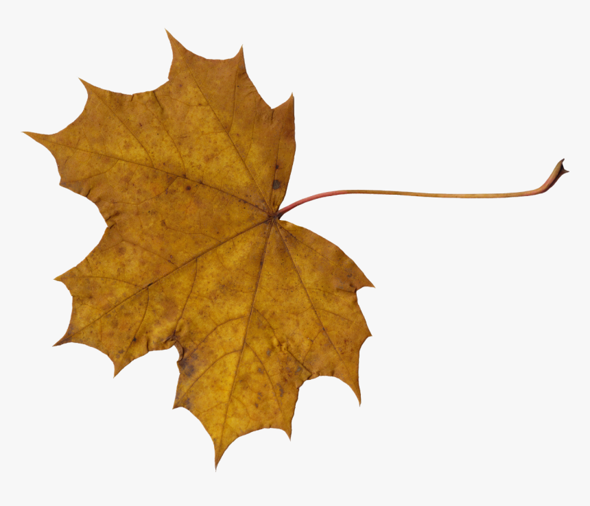 Maple Leaf - Leaf Images In Png Format, Transparent Png