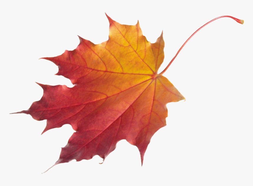 Autumn Leaves Png Image - Autumn Leaves Png, Transparent Png