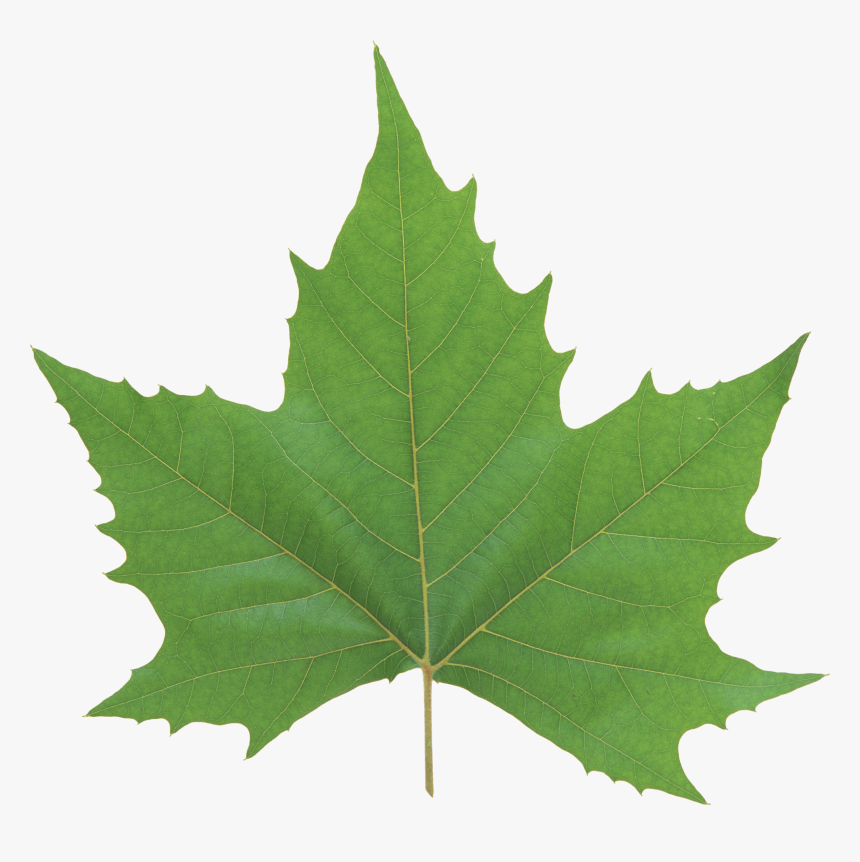 Green Leaves Png Image, Transparent Png