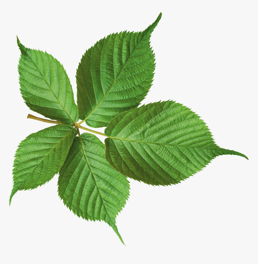 Hojas Verdes Fondo Transparente, HD Png Download