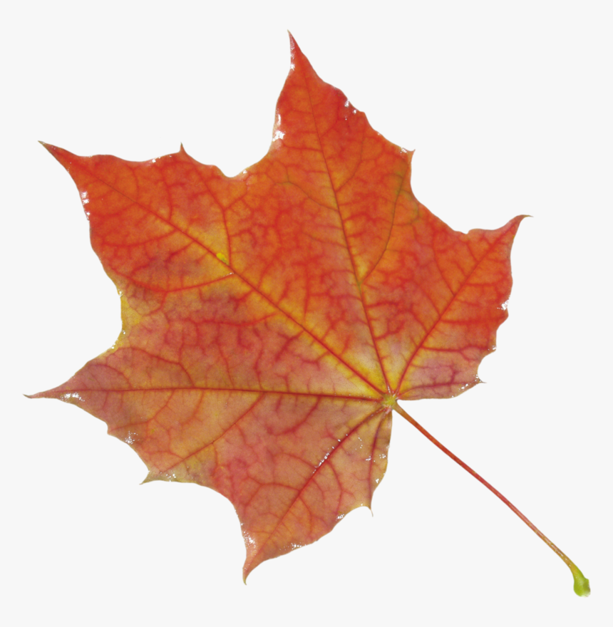 Autumn Pngs, Transparent Png