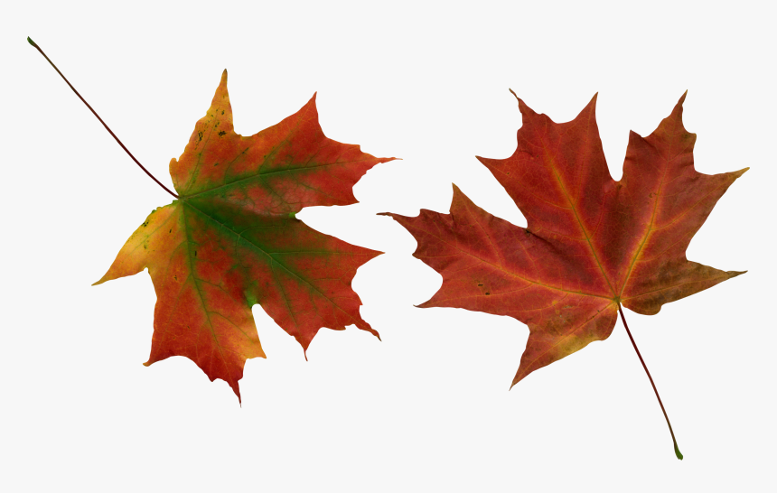 Autumn Leaves, HD Png Download