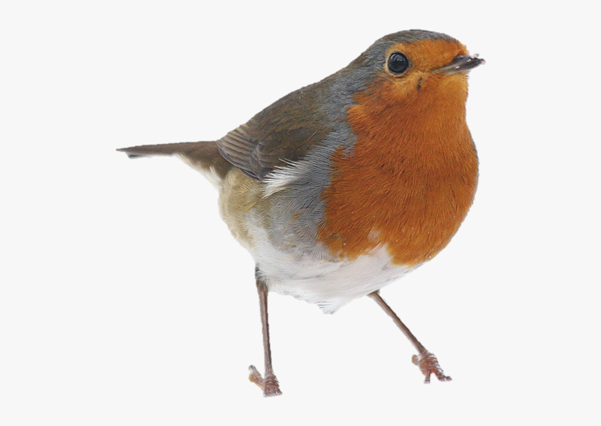 Picture1robin, HD Png Download