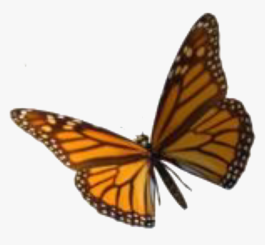 Image, HD Png Download