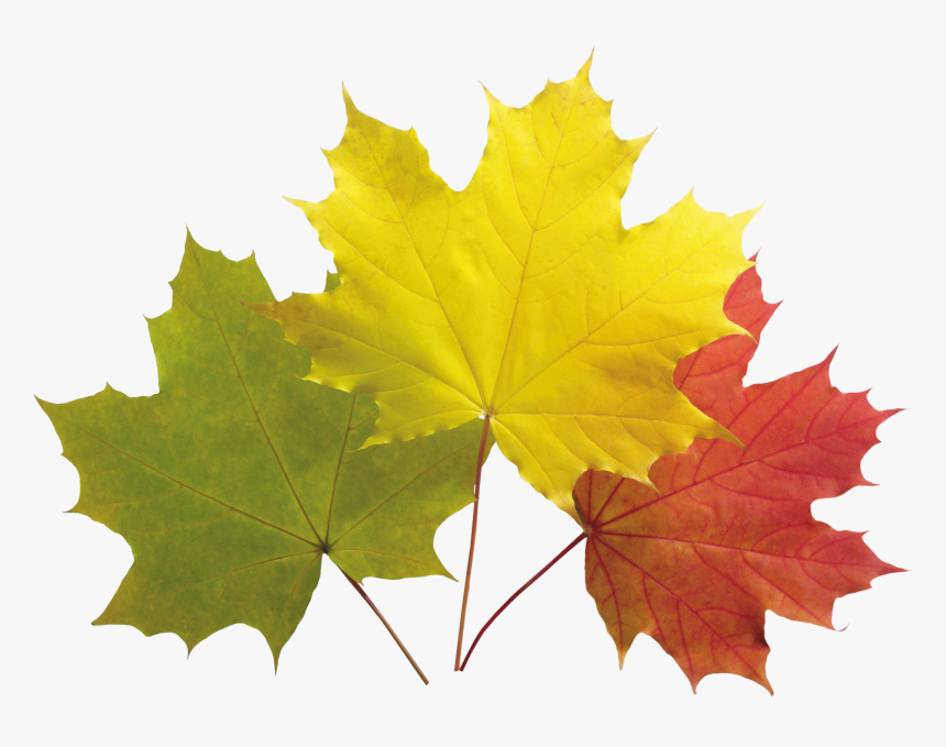 Autumn Png, Transparent Png