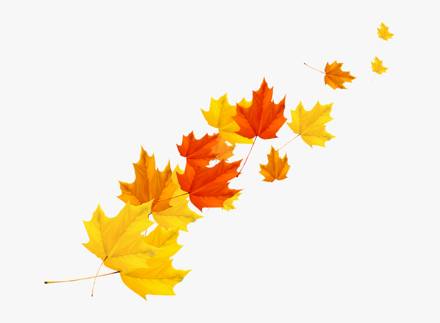 Maple Tree Leaf Png Image Free Download Searchpng, Transparent Png