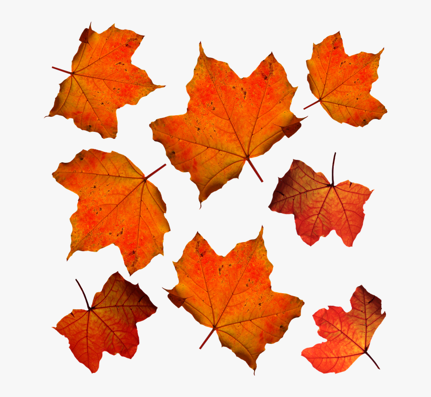 Autumn Pngs, Transparent Png