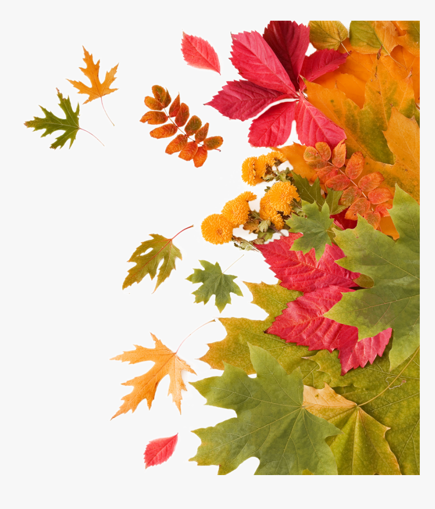 Transparent Orange Leaf Png, Png Download