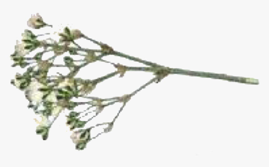 Image, HD Png Download