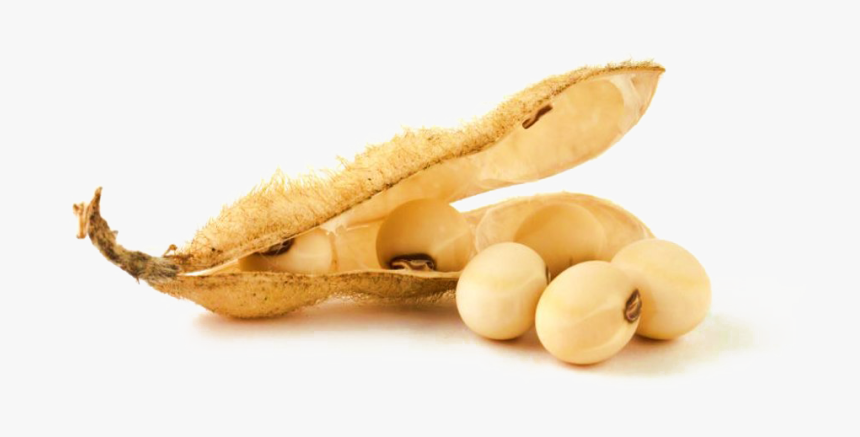 Soybean Png, Transparent Png