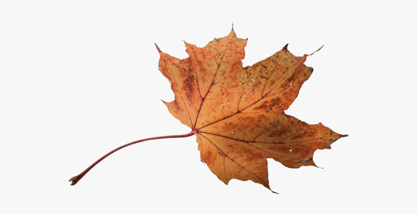 Autumn Pngs, Transparent Png